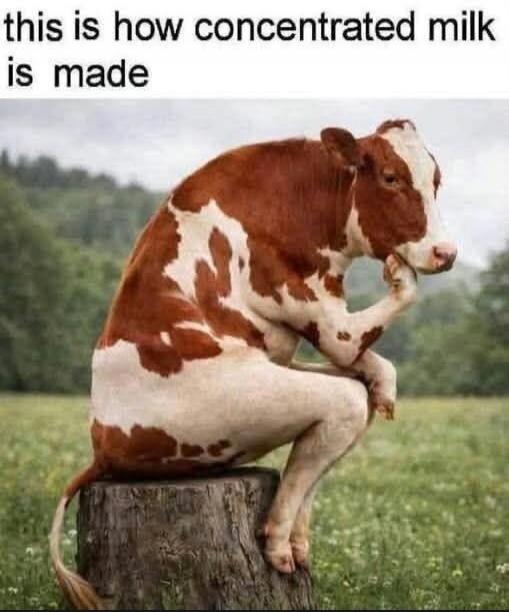 this is how concentrated milk is made