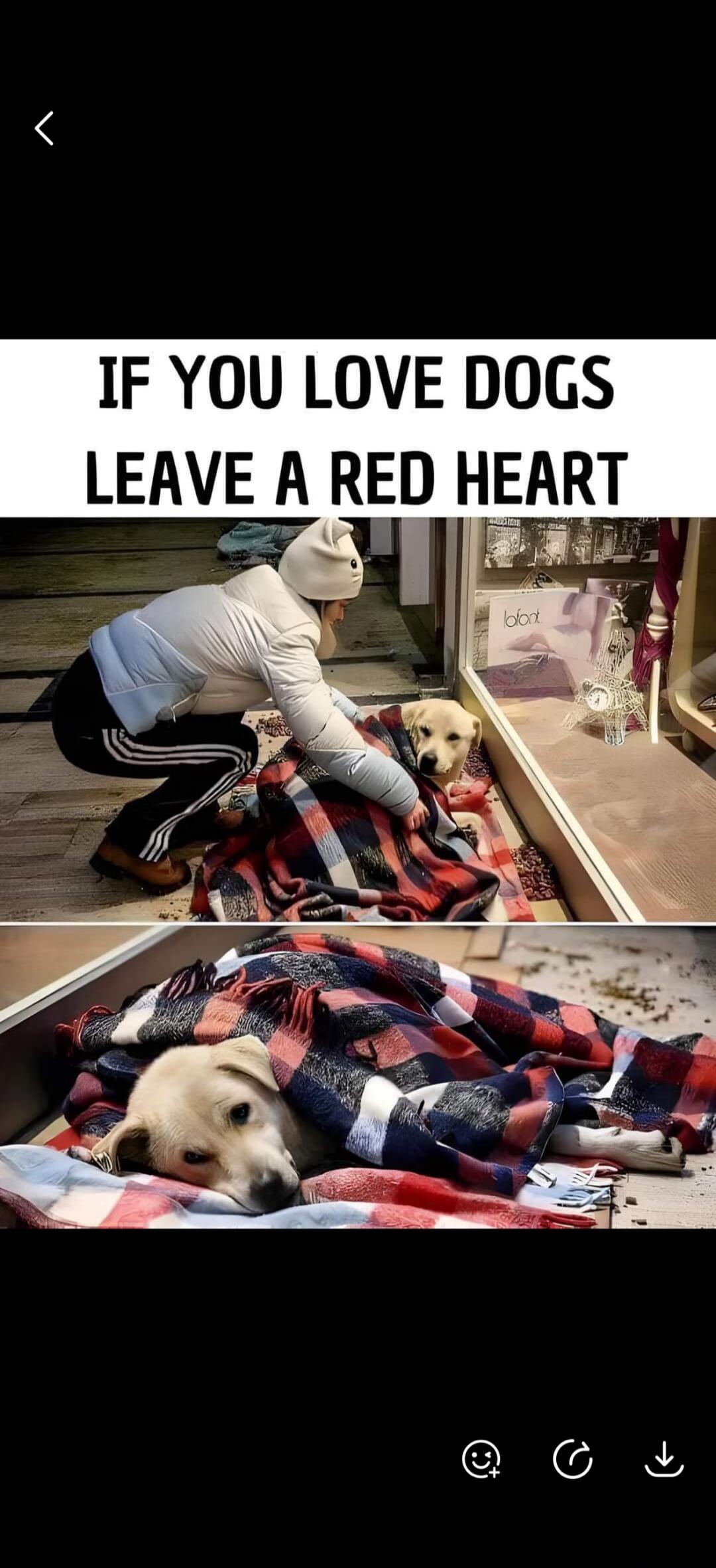 IF YOU LOVE DOGS LEAVE A RED HEART