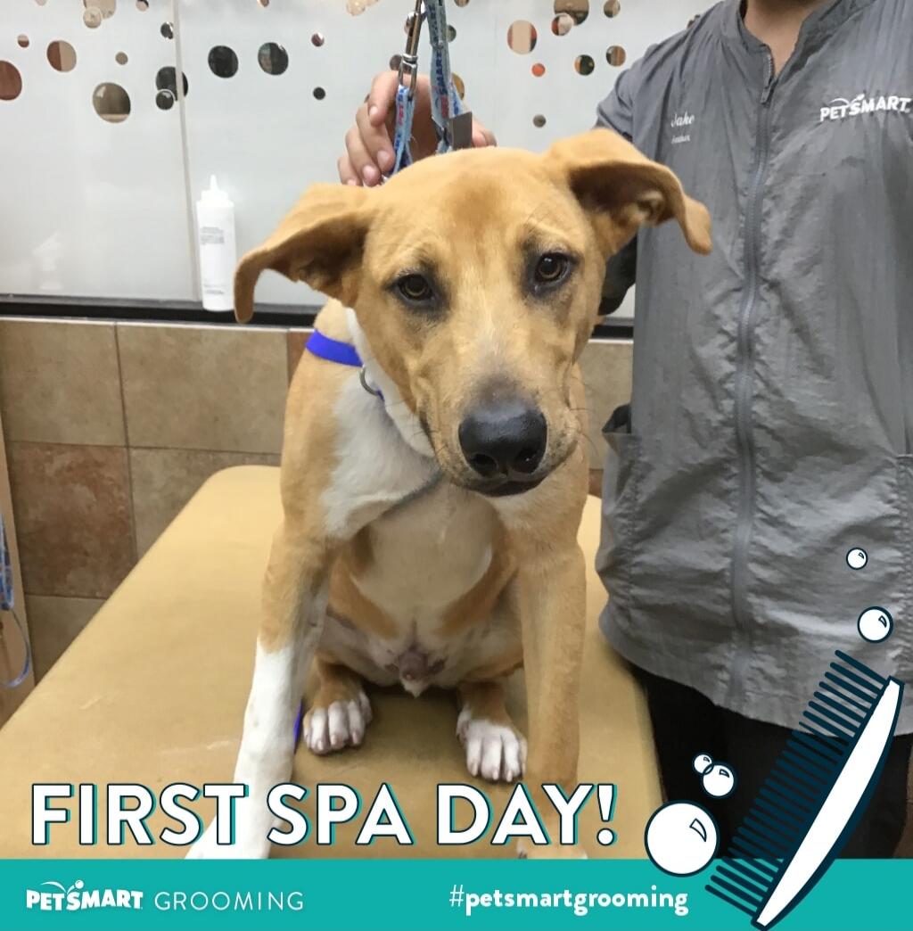 FIRST SPA DAY! PETSMART Jake PETSMART GROOMING #petsmartgrooming