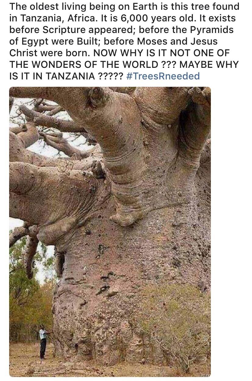 The oldest living being on Earth is this tree found in Tanzania Africa It is 6000 years old It exists before Scripture appeared before the Pyramids of Egypt were Built before Moses and Jesus Christ were born NOW WHY IS IT NOT ONE OF THE WONDERS OF THE WORLD MAYBE WHY IS IT IN TANZANIA 22 TreesRneeded