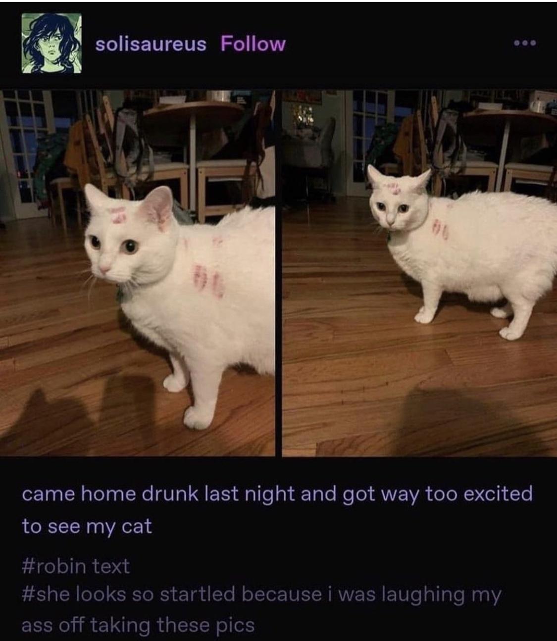 iz solisaureus Follow came home drunk last night and got way too excited to see my cat