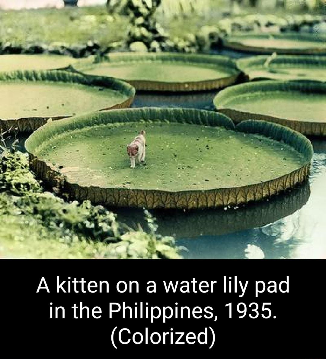A kitten on a water lily pad in the Philippines 1935 ofe L 172505