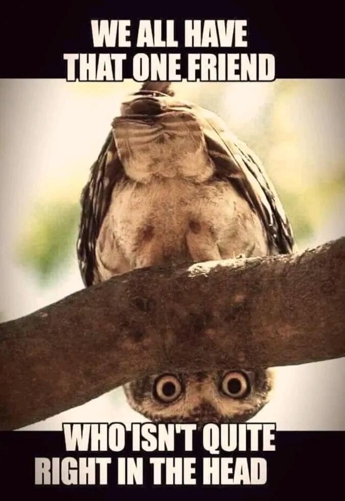 WE ALL HAVE THAT ONE FRIEND WHO ISN'T QUITE RIGHT IN THE HEAD