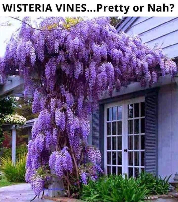 WISTERIA VINESPretty or Nah