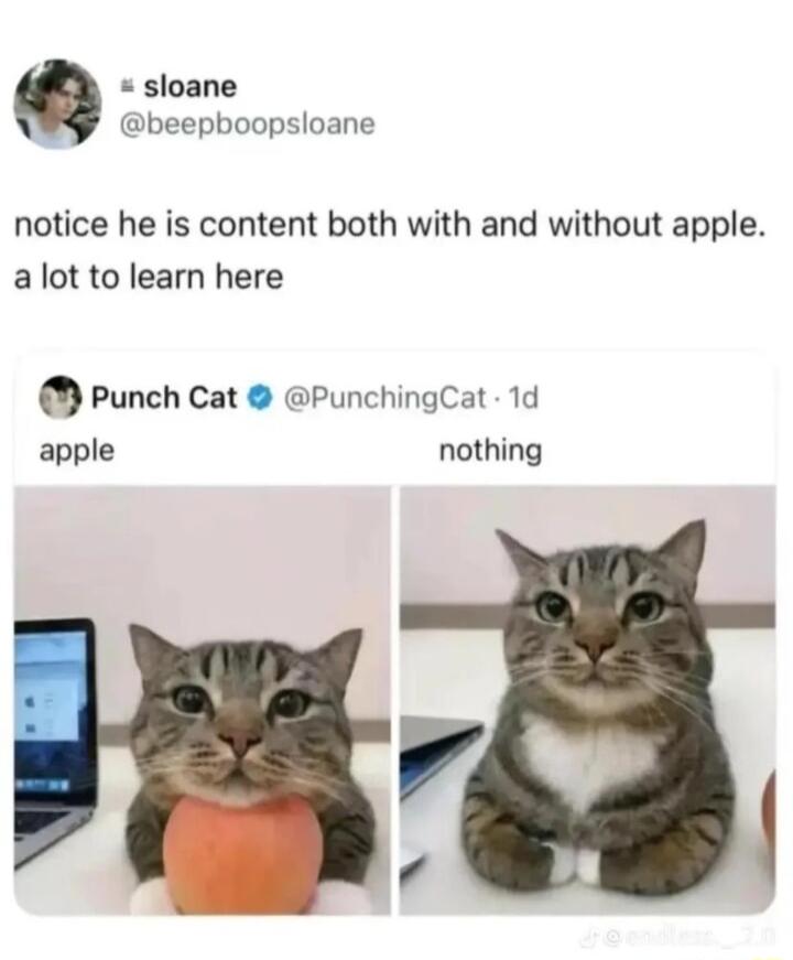 sloane beepboopsloane notice he is content both with and without apple alot to learn here Punch Cat PunchingCat 1d apple nothing 7