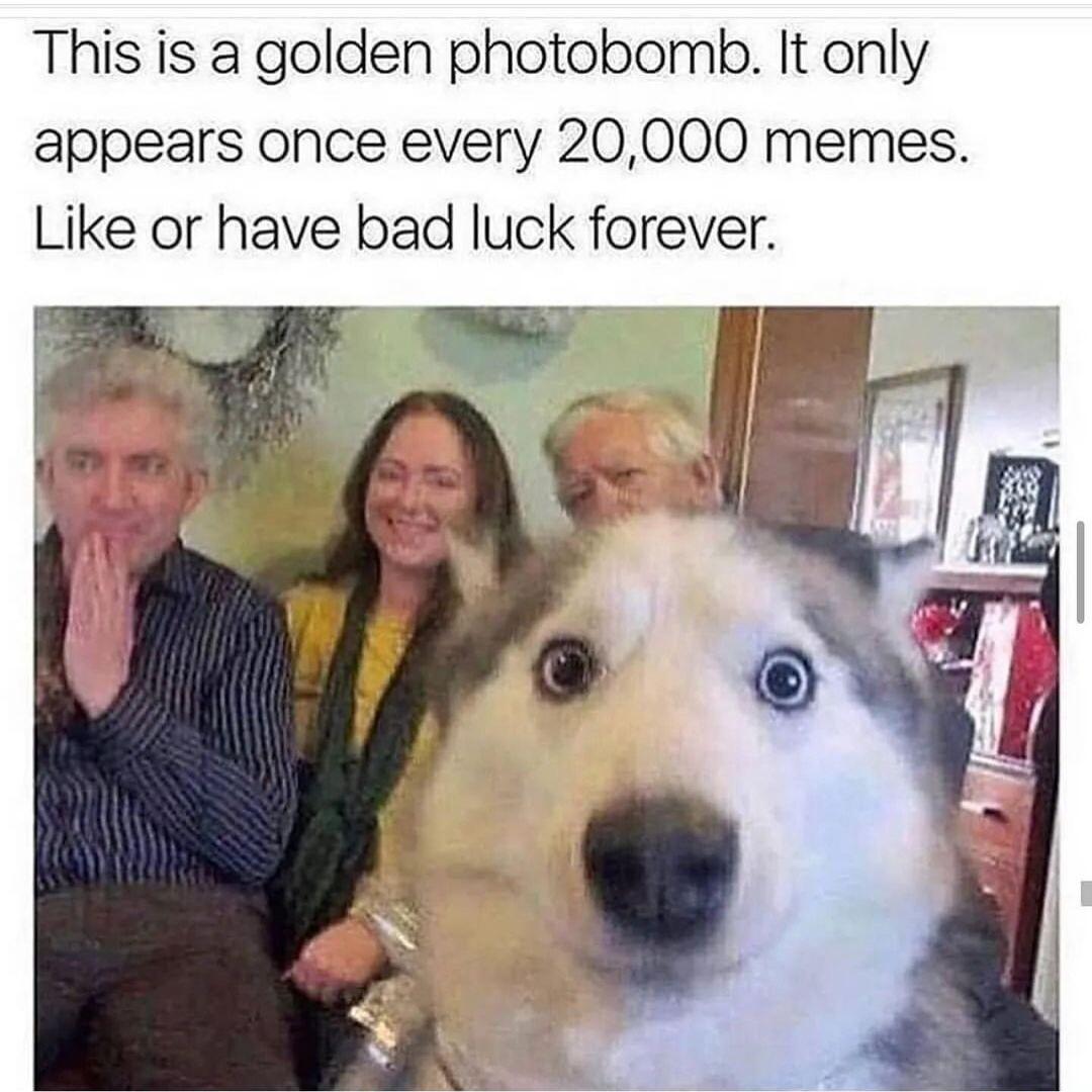 This is a golden photobomb It only appears once every 20000 memes Like or have bad luck forever