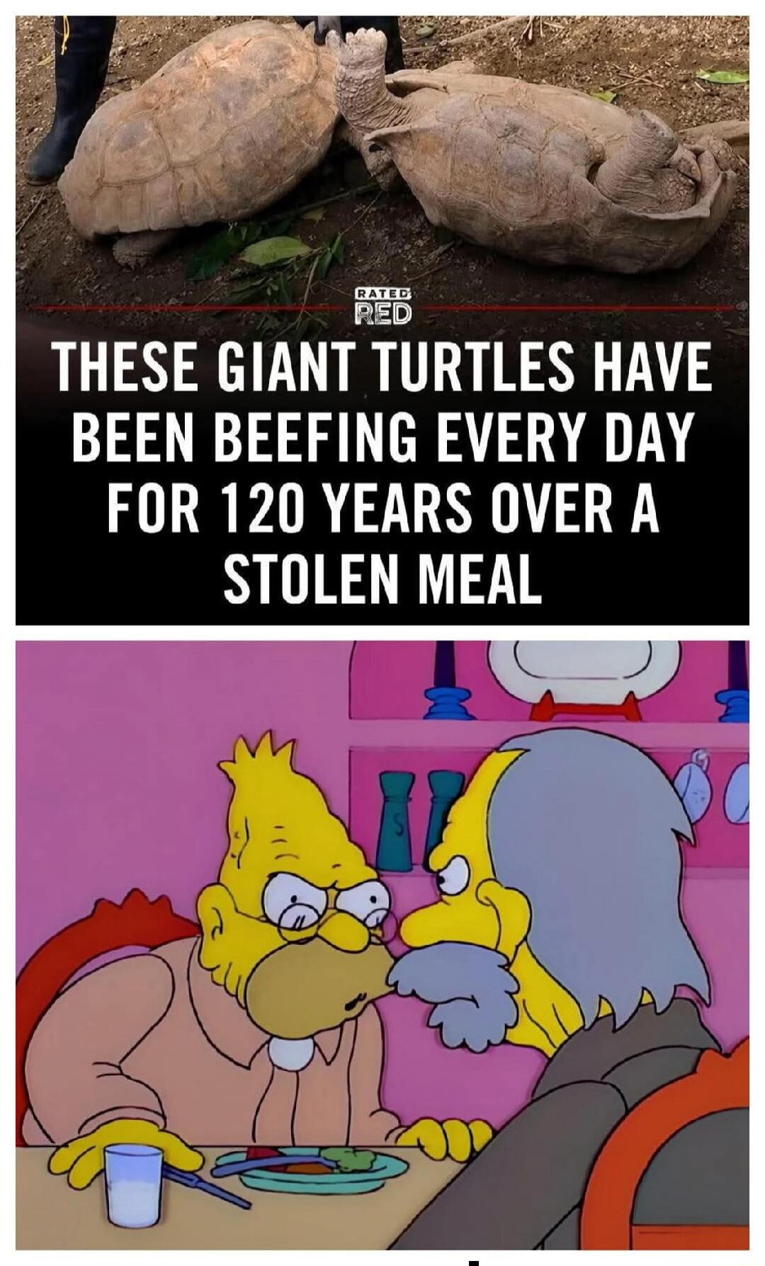 RATED RED THESE GIANT TURTLES HAVE BEEN BEEFING EVERY DAY FOR 120 YEARS OVER A STOLEN MEAL