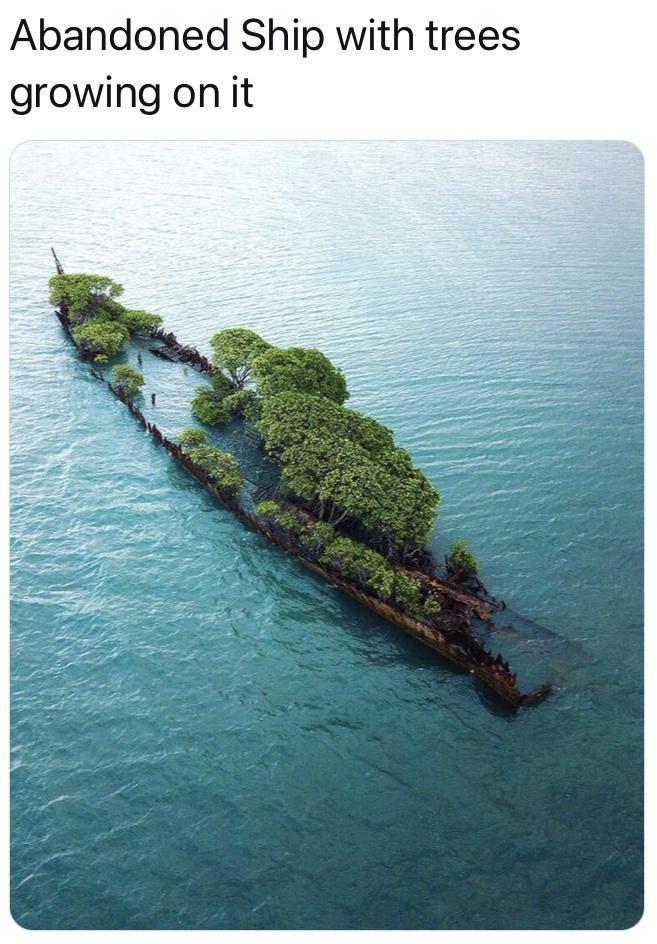 Abandoned Ship with trees growing on it