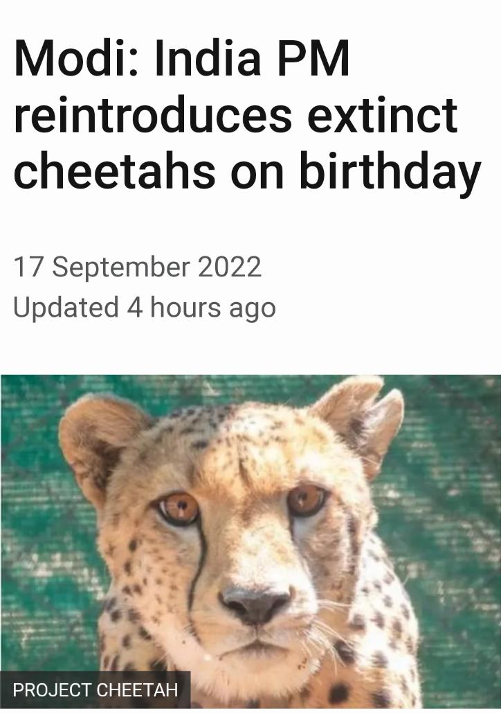 Modi India PM reintroduces extinct cheetahs on birthday 17 September 2022 Updated 4 hours ago