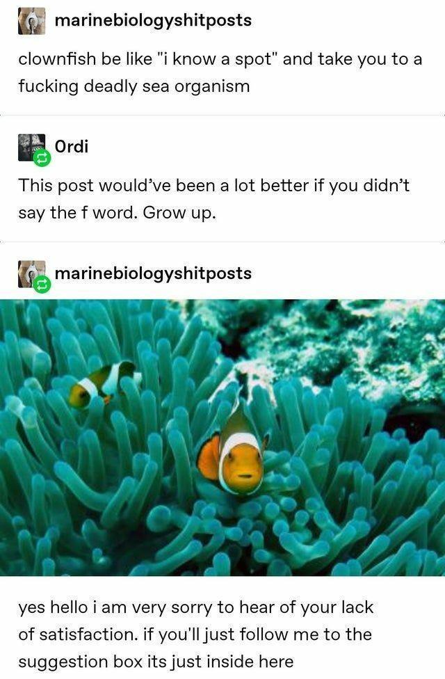 marinebiologyshitposts clownfish be like i know a spot and take you to a fucking deadly sea organism gomi This post wouldve been a lot better if you didnt say the f word Grow up yes hello i am very sorry to hear of your lack of satisfaction if youll just follow me to the suggestion box its just inside here