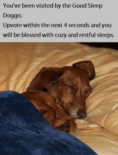 Youve been visited by the Good Sleep Doggo Upvote within the next 4 seconds and you will be blessed with cozy and restful sleeps