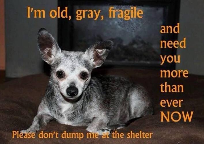I'm old, gray, fragile and need you more than ever NOW Please don't dump me at the shelter
