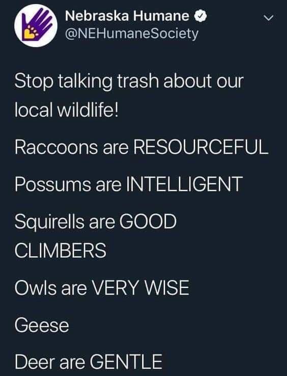 Nebraska Humane v 4 NEHumaneSociety Stop talking trash about our local wildlife Raccoons are RESOURCEFUL Possums are INTELLIGENT Squirells are GOOD N V221S OV IR AW Geese Deer are GENTLE