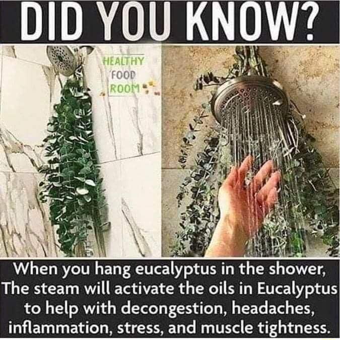 DID YUU KNOW When ycu hang eucalyptus in the shower The steam will activate the oils in Eucalyptus to help with decongestion headaches inflammation stress and muscle tightness