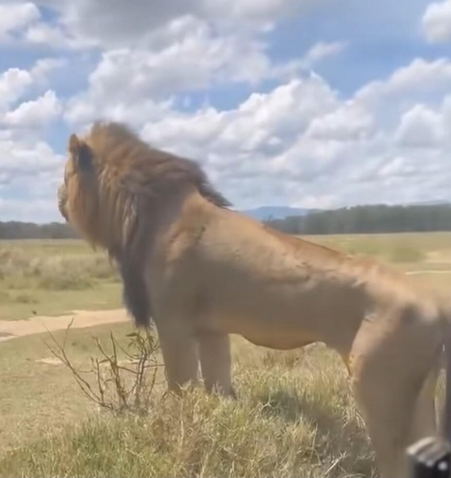A lion standing in a grassy, open landscape with a blue sky and scattered clouds.
