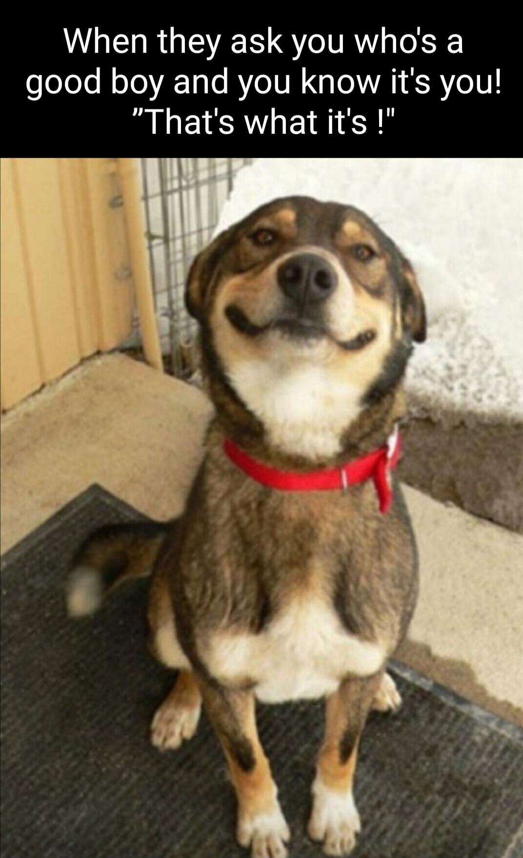 When they ask you who's a good boy and you know it's you! 