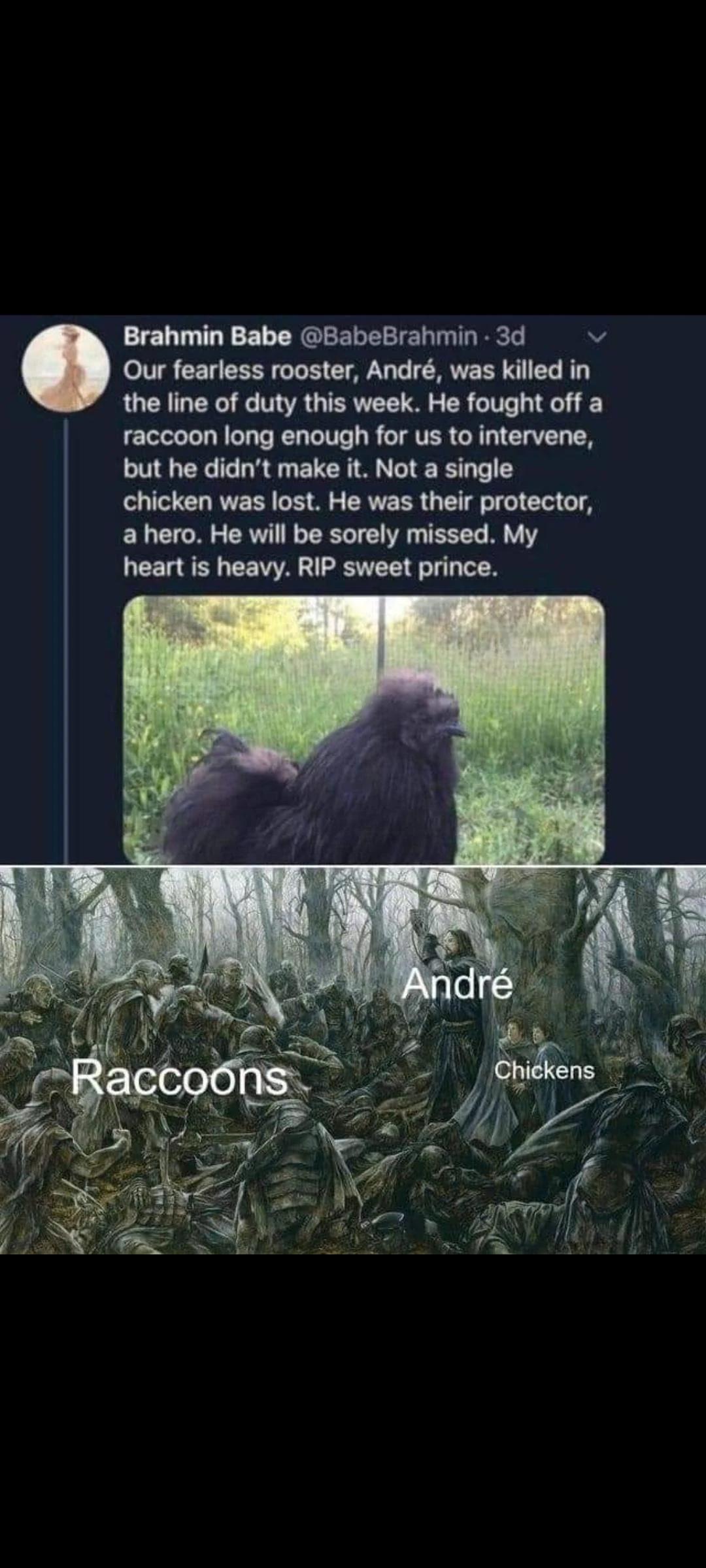 Brahmin Babe BabeBrahmin 3d Our fearless rooster Andr was killed in the line of duty this week He fought off a raccoon long enough for us to intervene but he didnt make it Not a single chicken was lost He was their protector a hero He will be sorely missed My heart is heavy RIP sweet prince