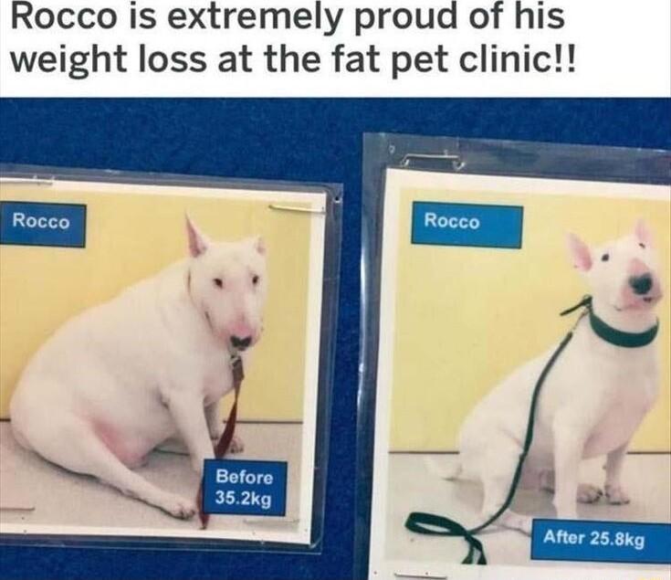 Rocco Is extremely proud of his weight loss at the fat pet clinic rhe Aftor 258kg