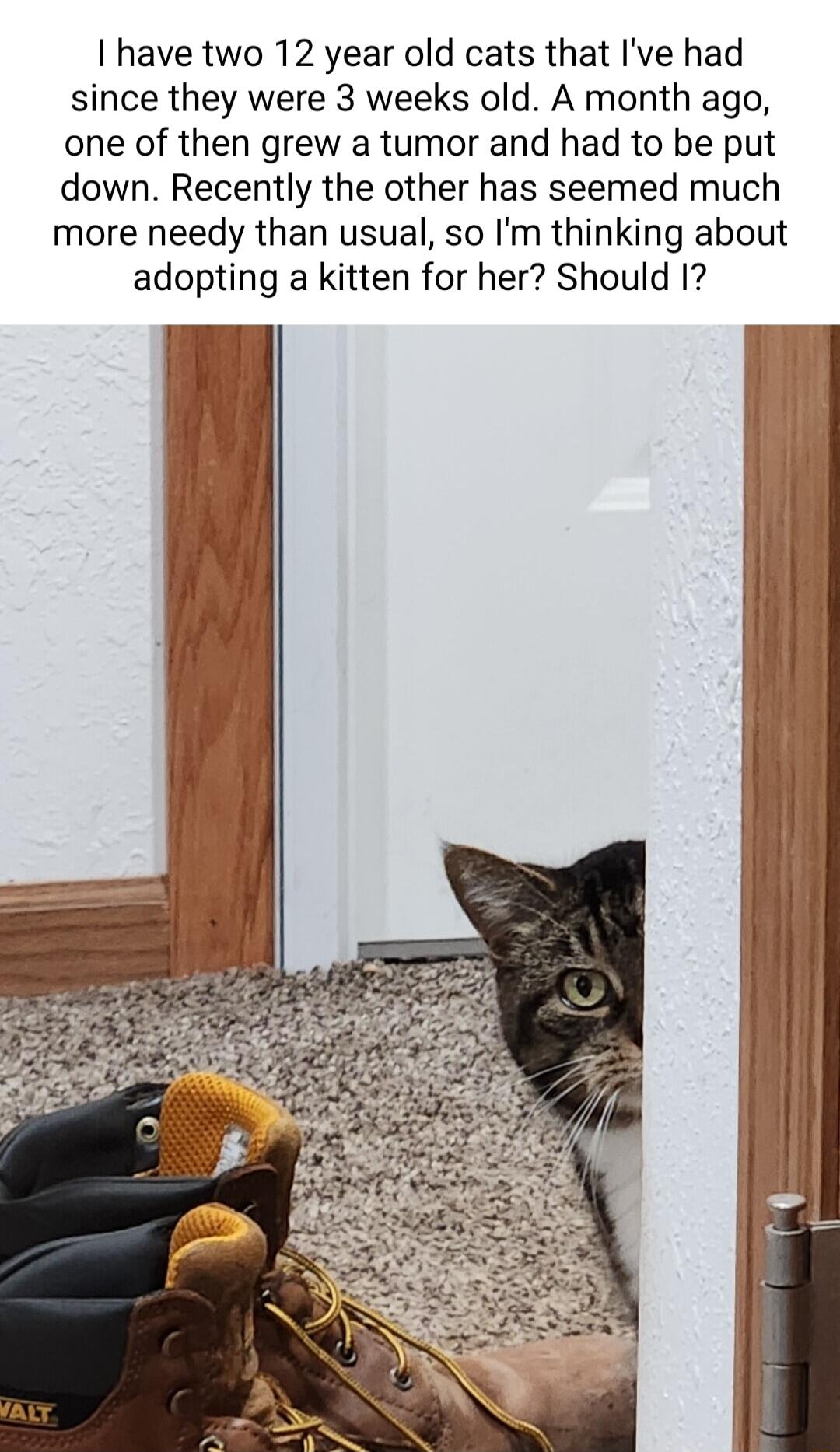 I have two 12 year old cats that Ive had since they were 3 weeks old A month ago one of then grew a tumor and had to be put down Recently the other has seemed much more needy than usual so Im thinking about adopting a kitten for her Should 1