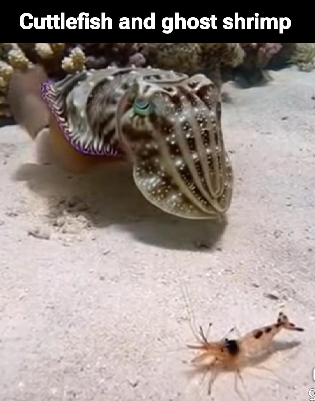 Cuttlefish and ghost shrimp