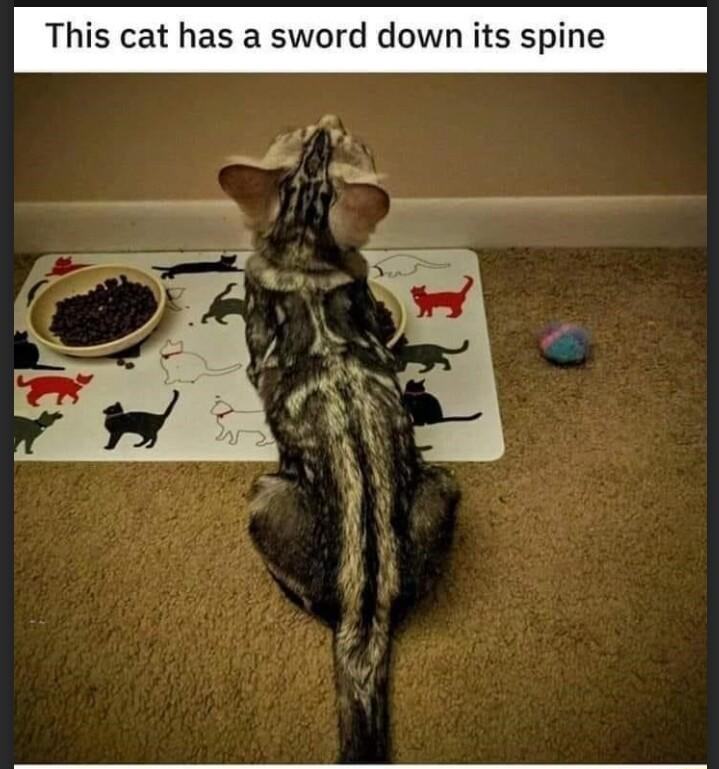 This cat has a sword down its spine