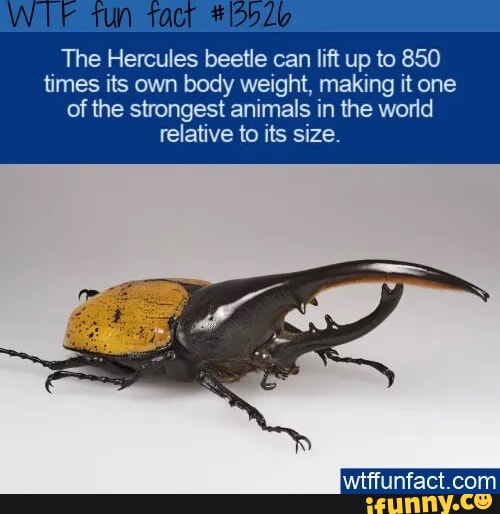 W F 1un fact 5576 The Hercules beetle can lift up to 850 times its own body wei making it one of the strongest animals in the world relative to its size