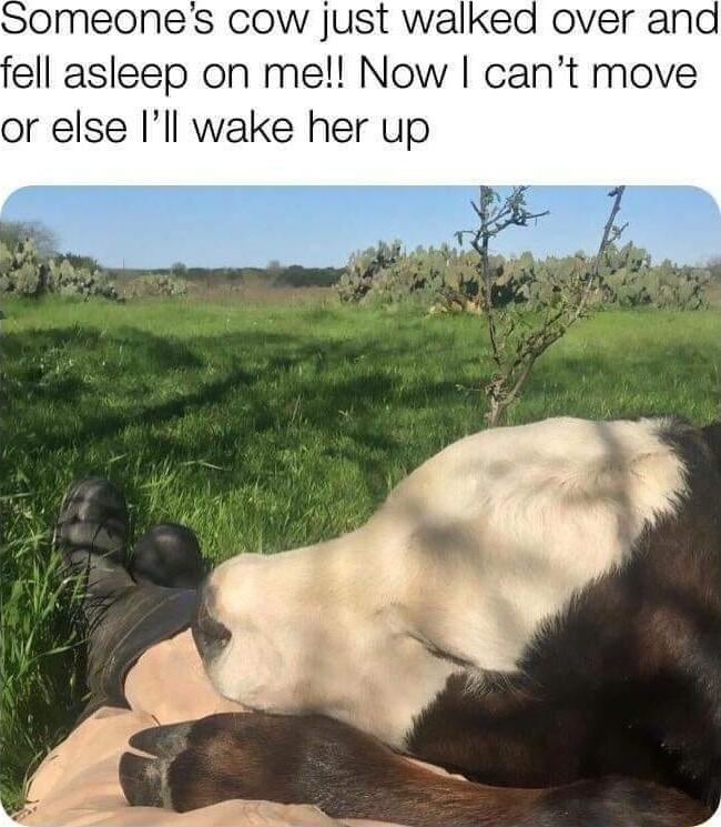 omeones cow Just walked over and ell asleep on mel Now cant move or else Ill wake her up