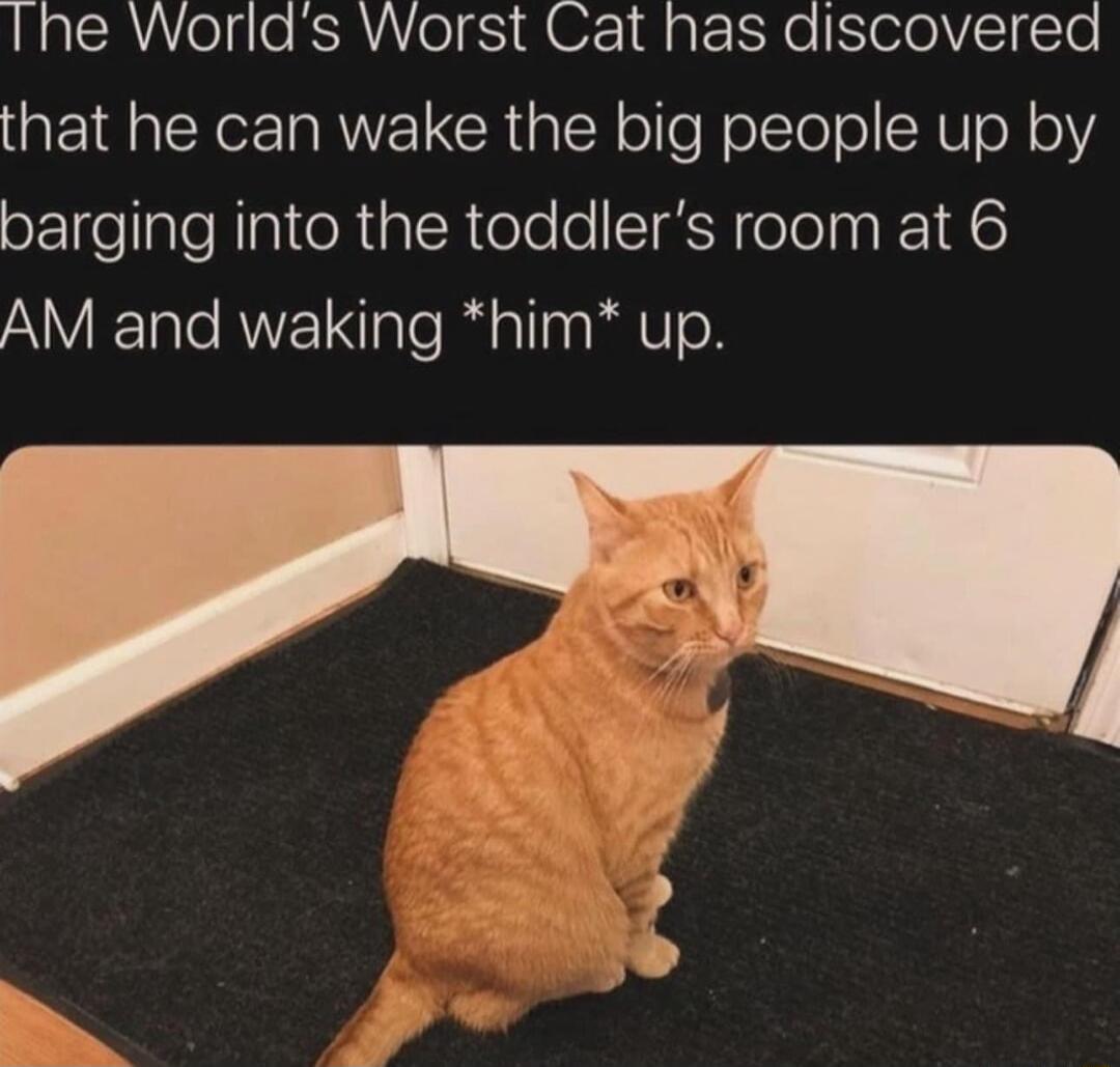 Ine Worlds Worst Cat has discovered that he can wake the big people up by oE1elaleNIaltoRalR o o o STRSPeleln KE16 A aTe RNYZ1Iale Rl aTTa 0 WV o2