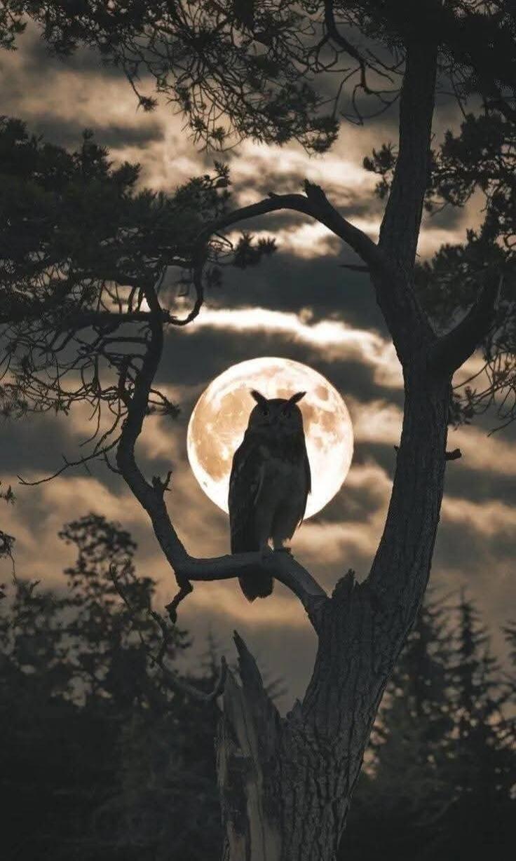 An owl perched on a bare branch with the full moon behind it in a dark forest.