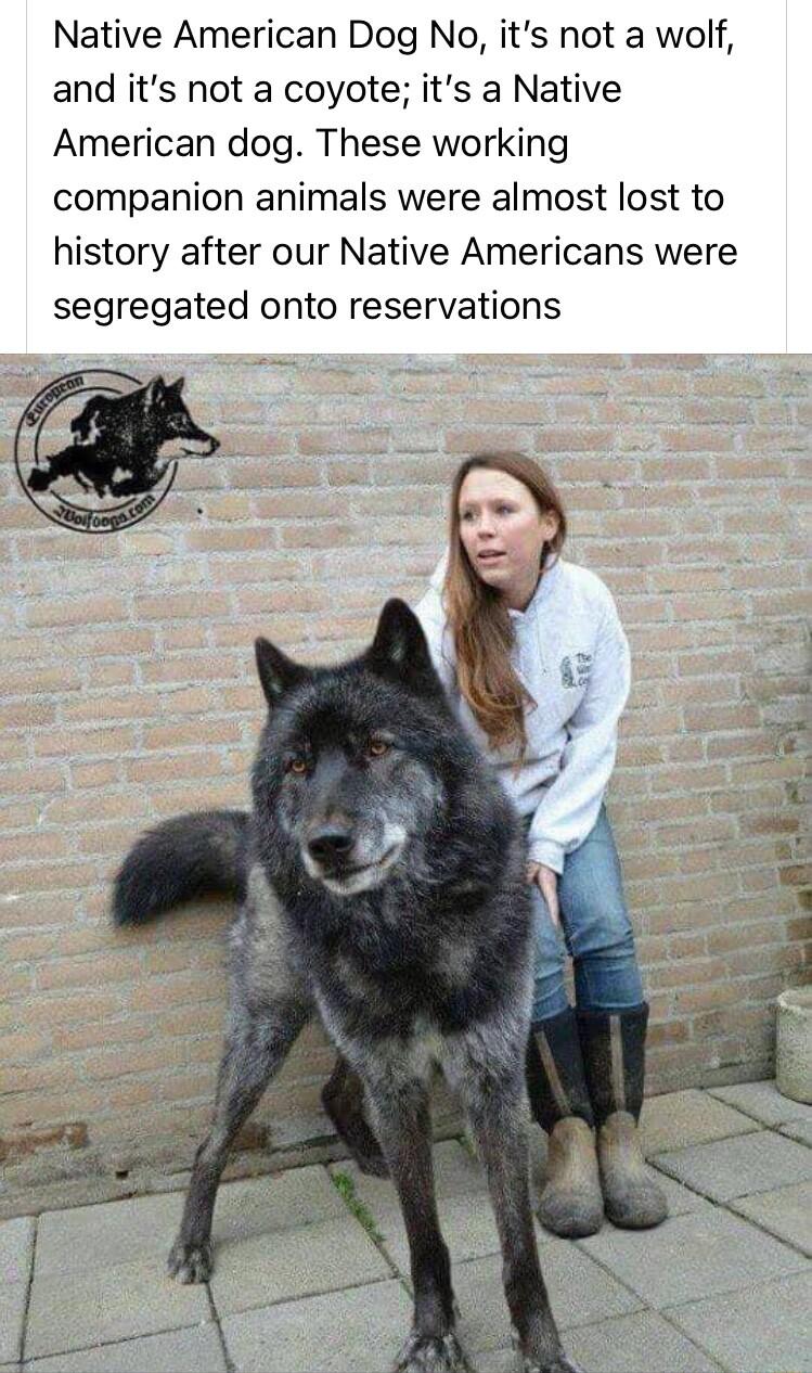 Native American Dog No its not a wolf and its not a coyote its a Native American dog These working companion animals were almost lost to history after our Native Americans were segregated onto reservations