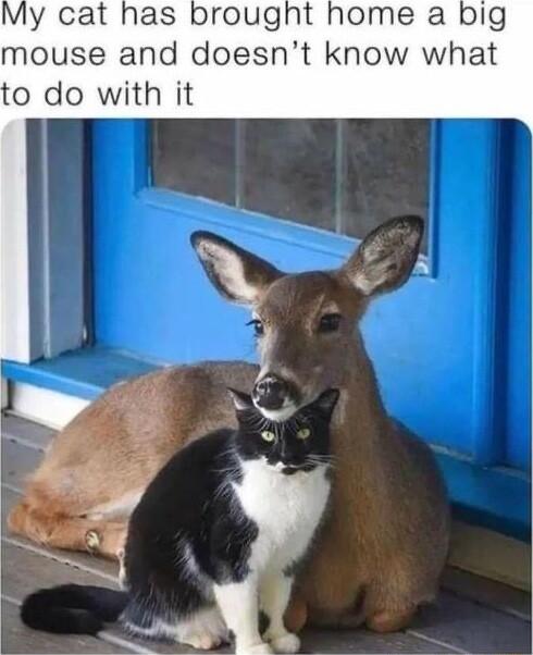 y cat has brought home a big mouse and doesnt know what to do with it