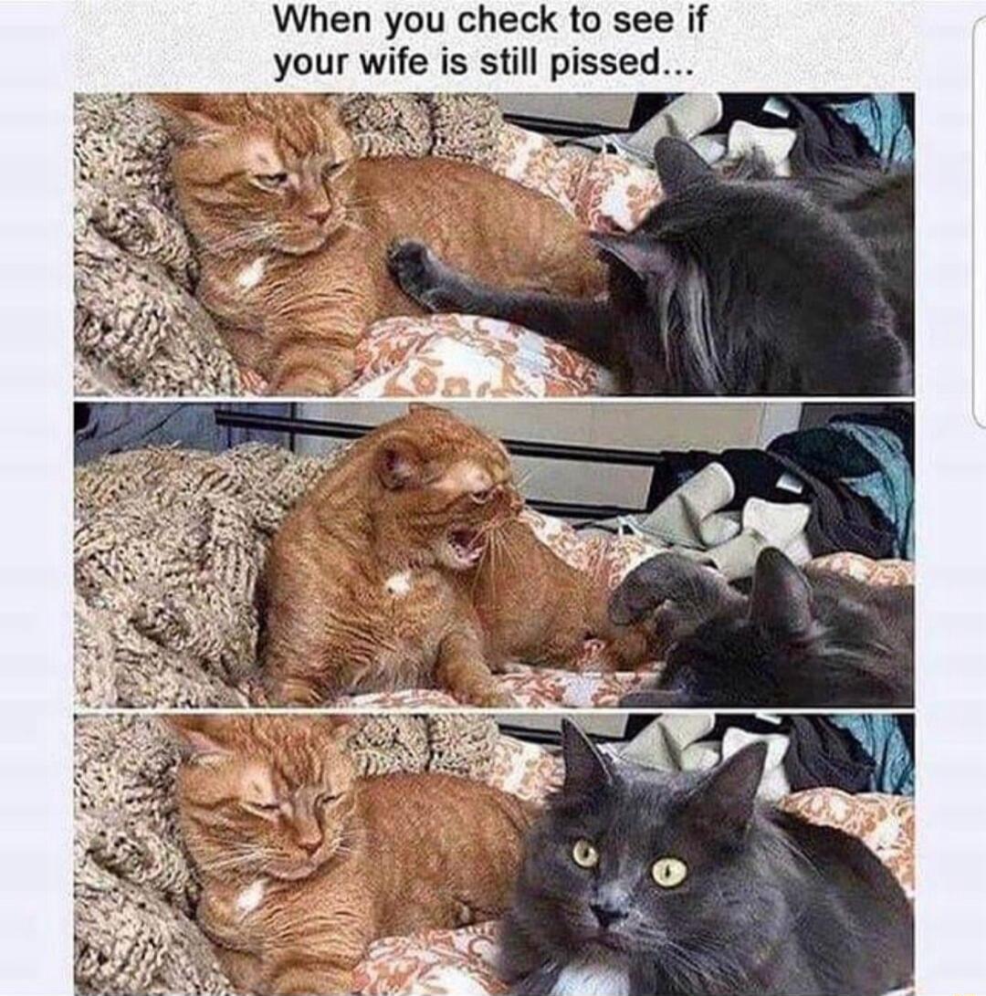 When you check to see if your wife is still pissed