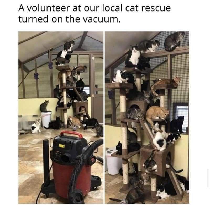 Avolunteer at our local cat rescue turned on the vacuum