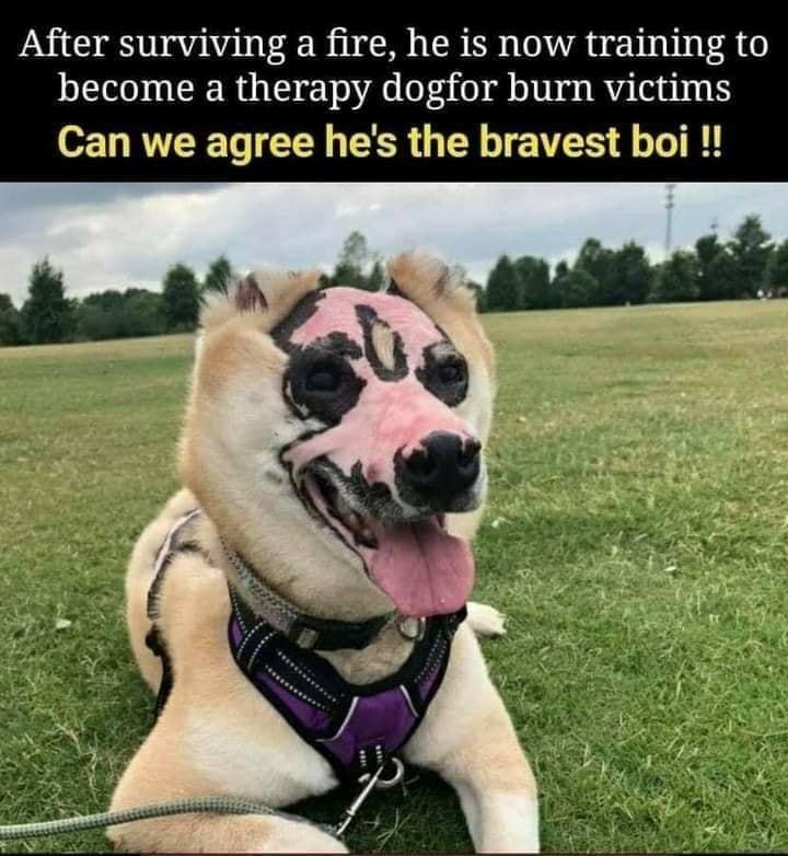 After surviving a fire he is now training to become a therapy dogfor burn victims Can we agree hes the bravest boi