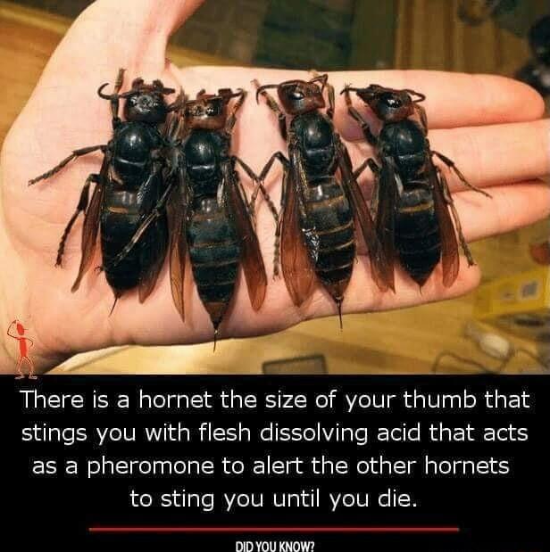 There is a hornet the size of your thumb that Sale ERVSTVRYid g 5 W EE IV pTe Rctolfe o g T Yoo as a pheromone to alert the other hornets to sting you until you die r