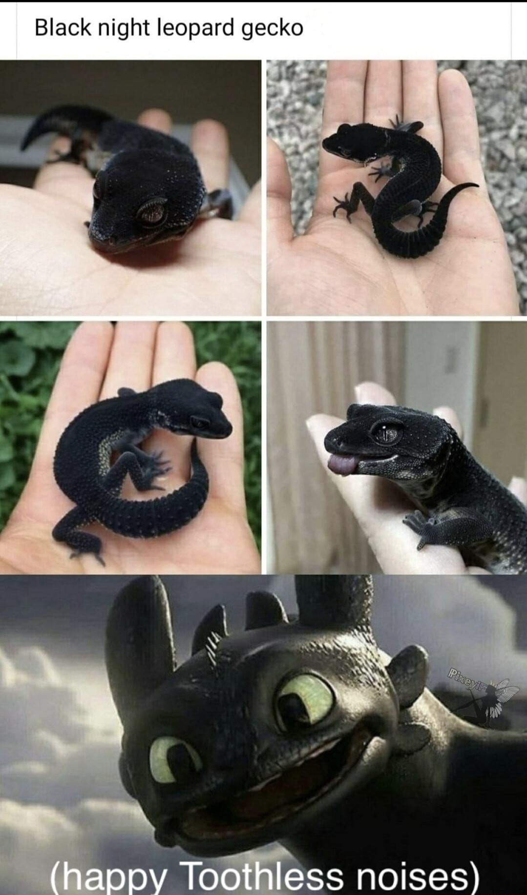 Black night leopard gecko J6 3