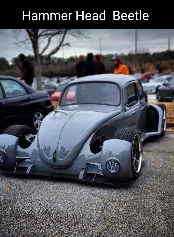 Hammer Head Beetle P e