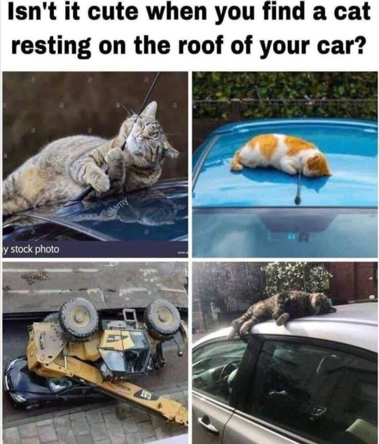 Isnt it cute when you find a cat resting on the roof of your car