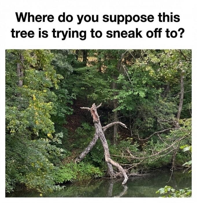 Where do you suppose this tree is trying to sneak off to?