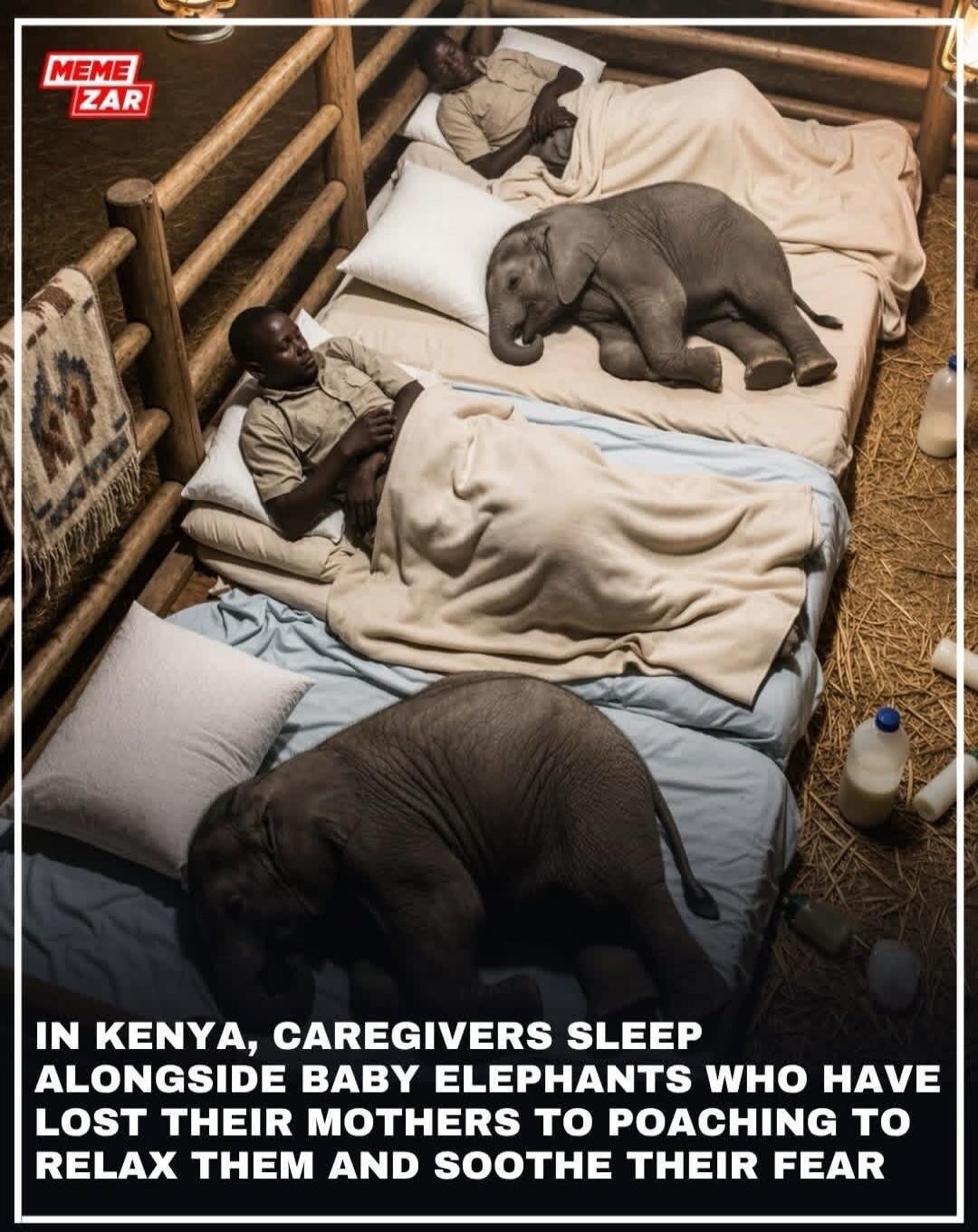 MEME ZAR IN KENYA, CAREGIVERS SLEEP ALONGSIDE BABY ELEPHANTS WHO HAVE LOST THEIR MOTHERS TO POACHING TO RELAX THEM AND SOOTHE THEIR FEAR
