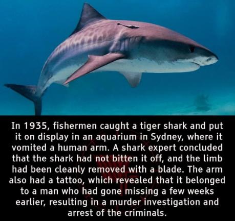 JOR CELMR U EL RS EREE ET T T B EVALELELTERTT L RS L CARV EICN vomited a human arm A shark expert concluded that the shark had not bitten it off and the limb LELCR L R CED VR G RO IERVIEL SR G EET EIEN ELIER 1 IR RTE I R BT G L to a man who had gone missing a few weeks earlier resulting in a murder investigation and arrest of the criminals