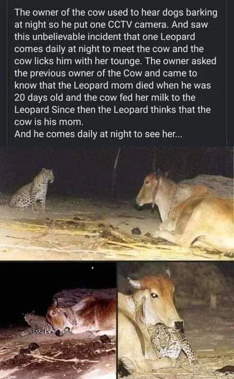 The owner of the cow used to hear dogs barking L e 1Ol R VT N oo WYALGE Ty I WY e IRV this unbelievable incident that one Leopard comes daily at night to meet the cow and the cow licks him with her tounge The owner asked the previous owner of the Cow and came to know that the Leopard mom died when he was A0 EVERCIG T T RGN Gl T T TS R G RTelo 14 KTy o R G T RU A LT BTG RO ISR GE TR cow is his mom 