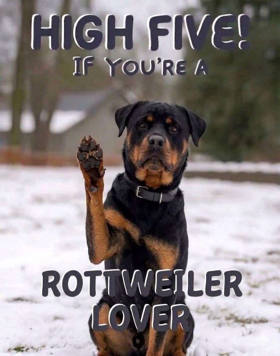 HIGH FIVE! IF YOU'RE A ROTTWEILER LOVER