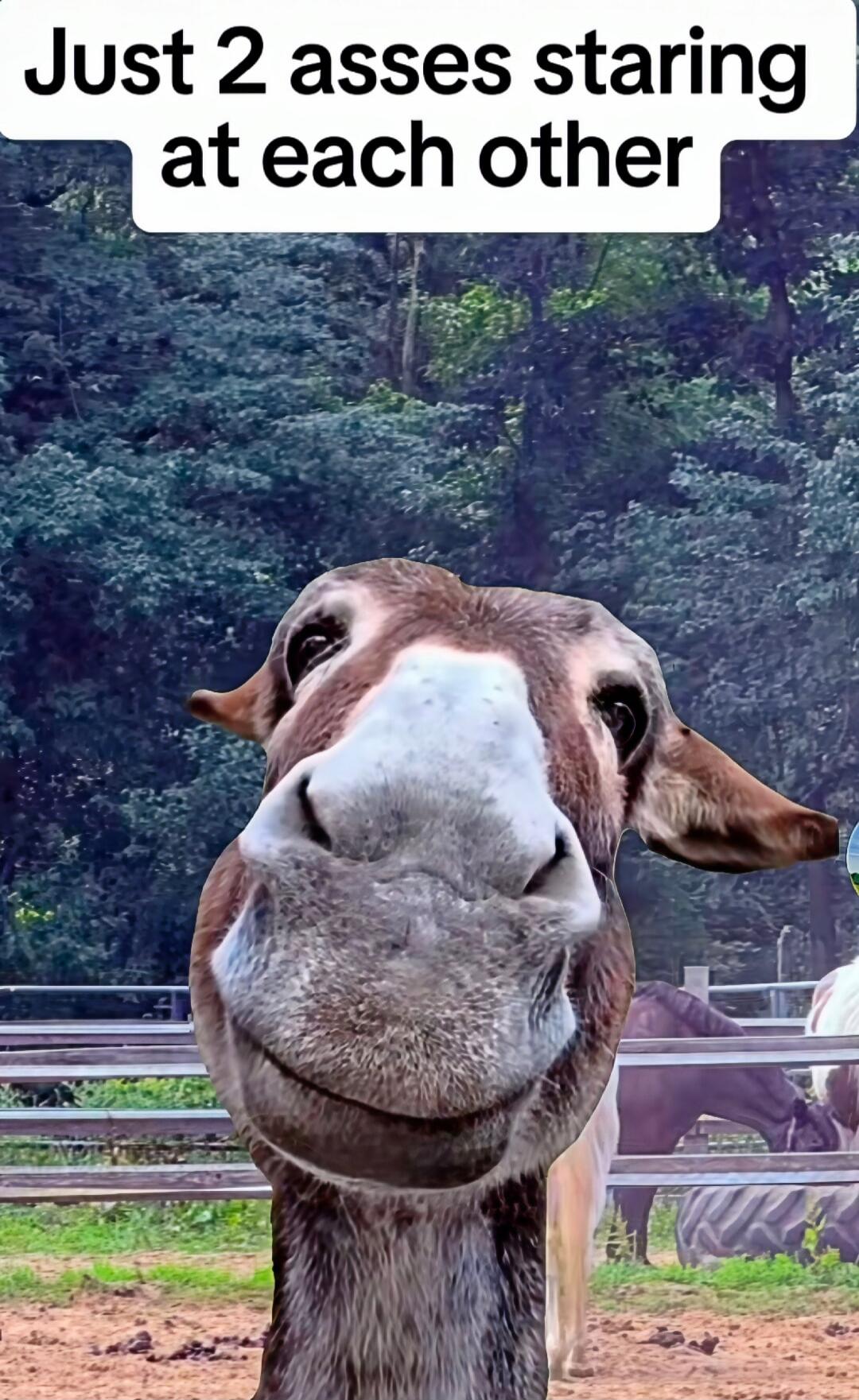 Just 2 asses staring at each other