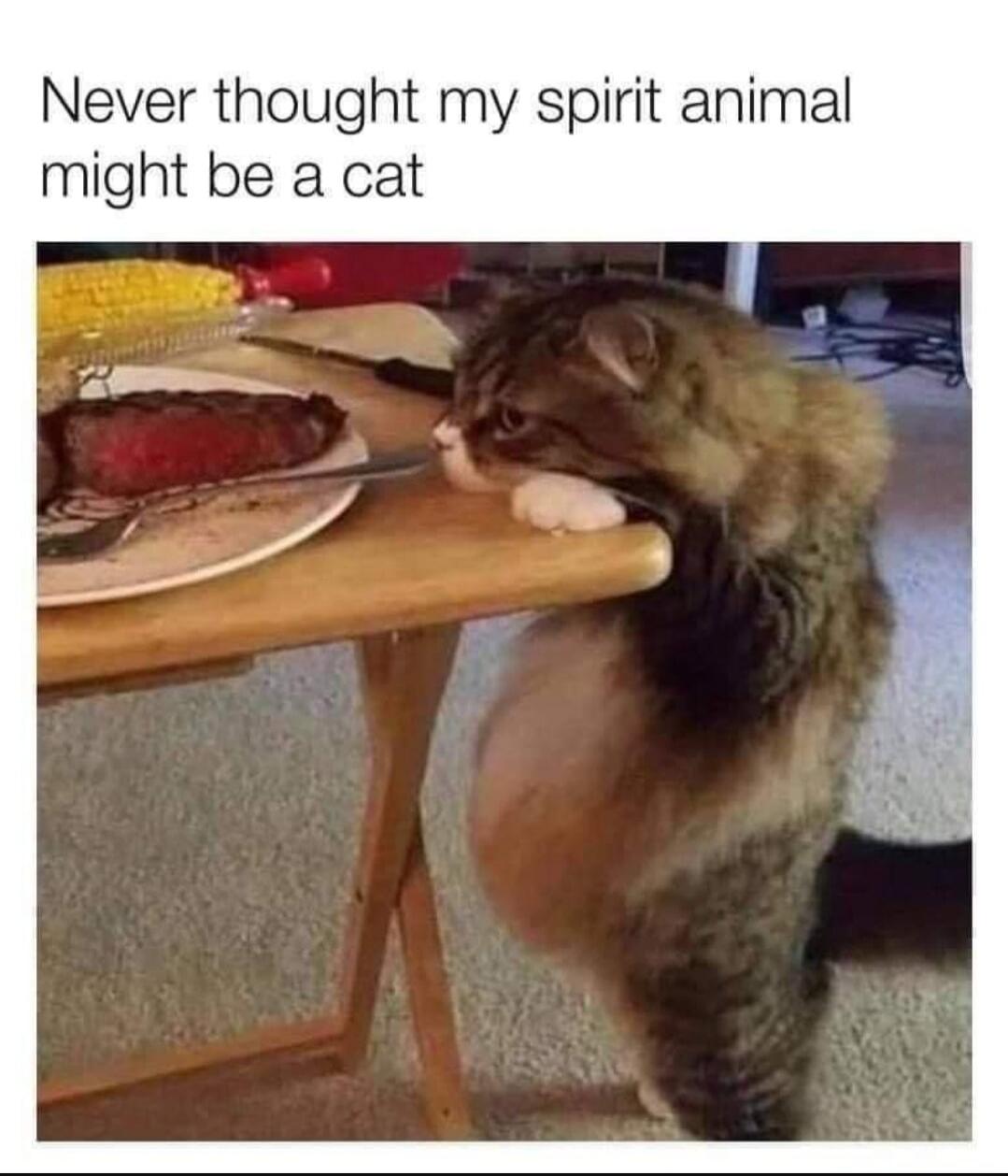 Never thought my spirit animal might be a cat. A fluffy cat stands on its hind legs, with a prominent belly, looking longingly at a plate of steak and corn on a table.