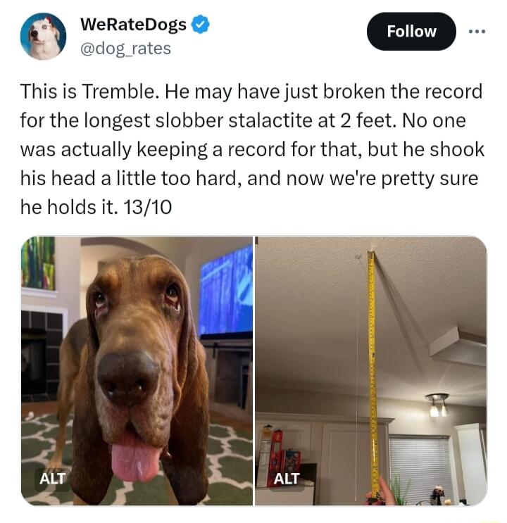 WeRateDogs dog rates This is Tremble He may have just broken the record for the longest slobber stalactite at 2 feet No one was actually keeping a record for that but he shook his head a little too hard and now were pretty sure he holds it 1310