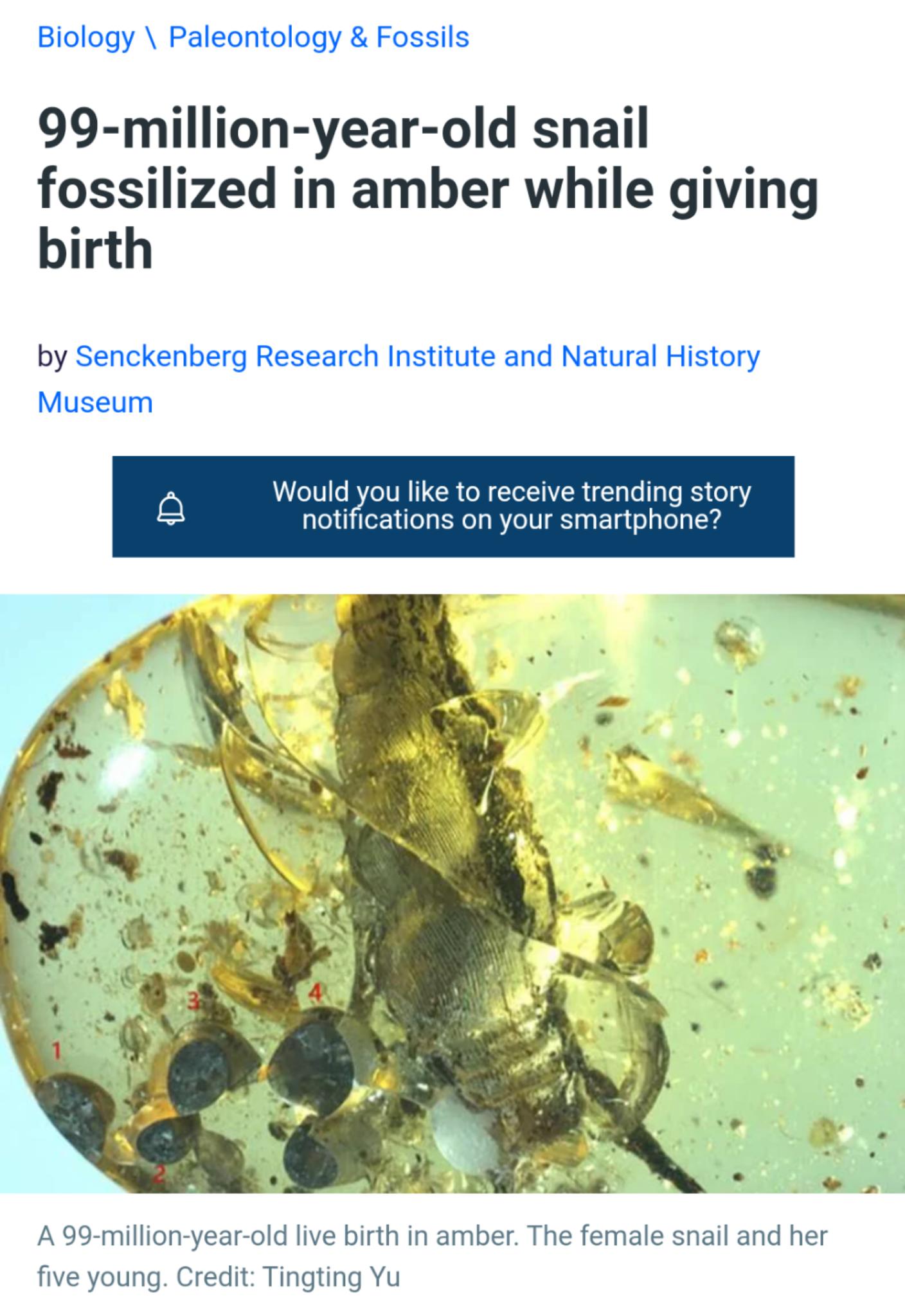 Biology Paleontology Fossils 99 million year old snail fossilized in amber while giving birth by Senckenberg Research Institute and Natural History Museum Le101s B 1V R CCR oM Tol TRa l olo ao 5 o0 notifications on your smartphone b A 99 million year old live birth in amber The female snail and her five young Credit Tingting Yu