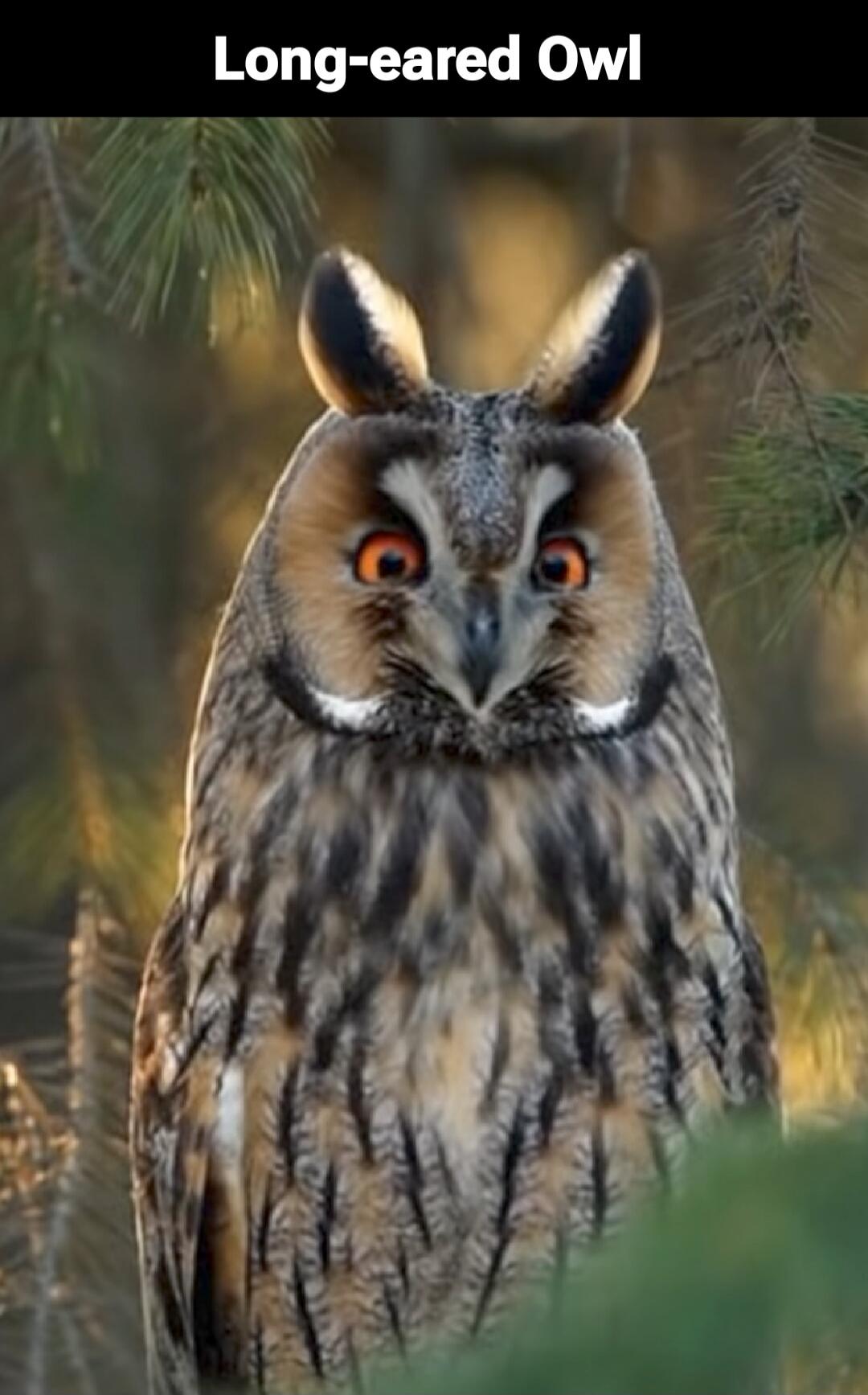 Long-eared Owl