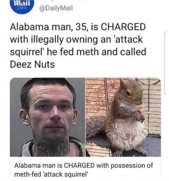 Alabama man 35 is CHARGED with illegally owning an attack squirrel he fed meth and called Deez Nuts Alabama man is CHARGED with possession of meth fed attack squirrel