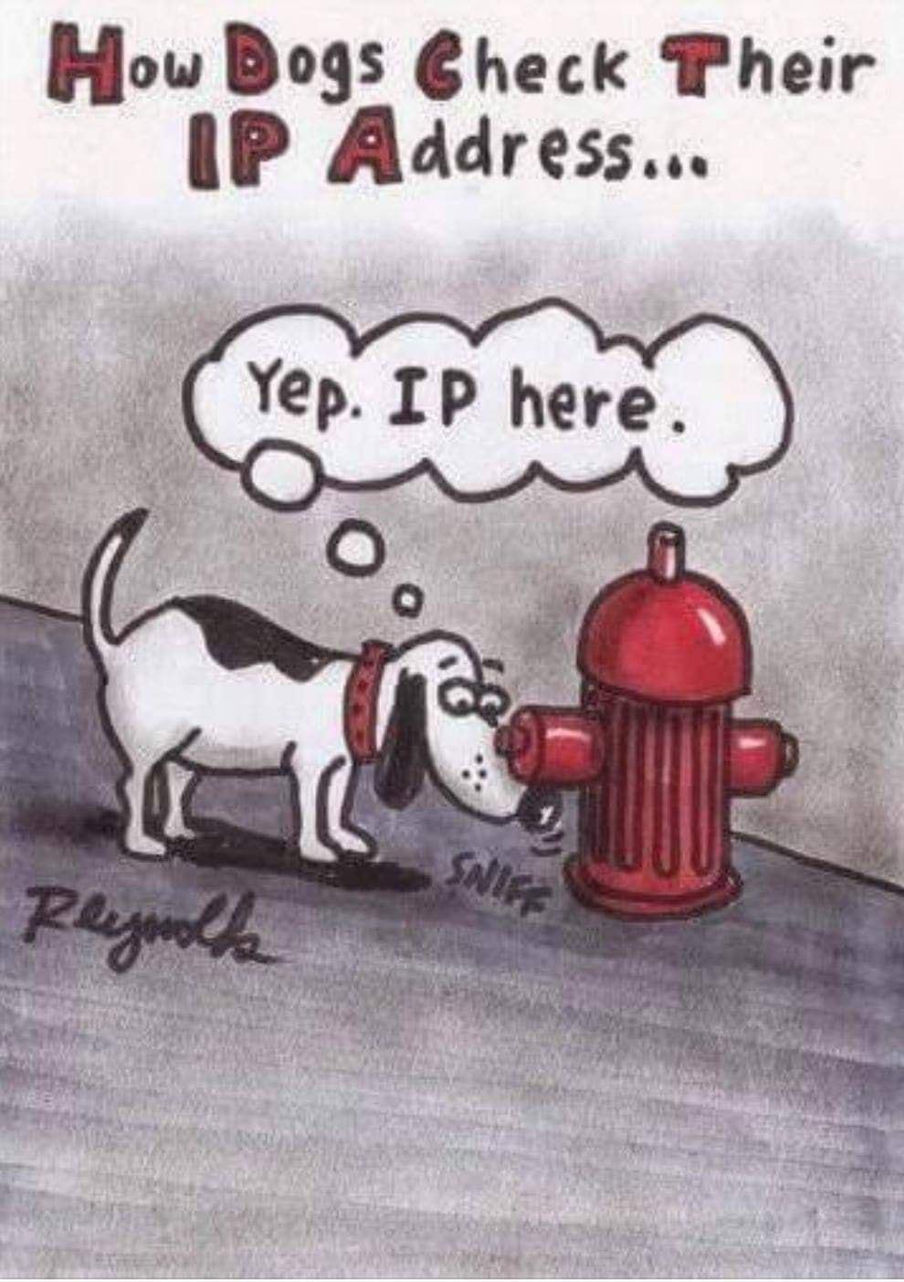 How Bogs heck Pheir IP Address
